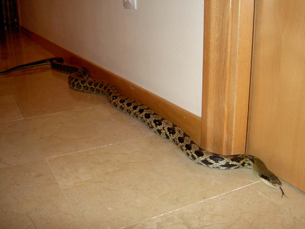 concurso mayo 06.jpg