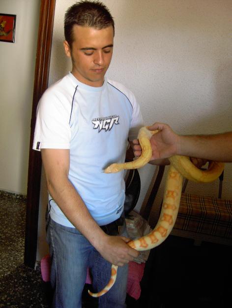 constrictor albina3.JPG