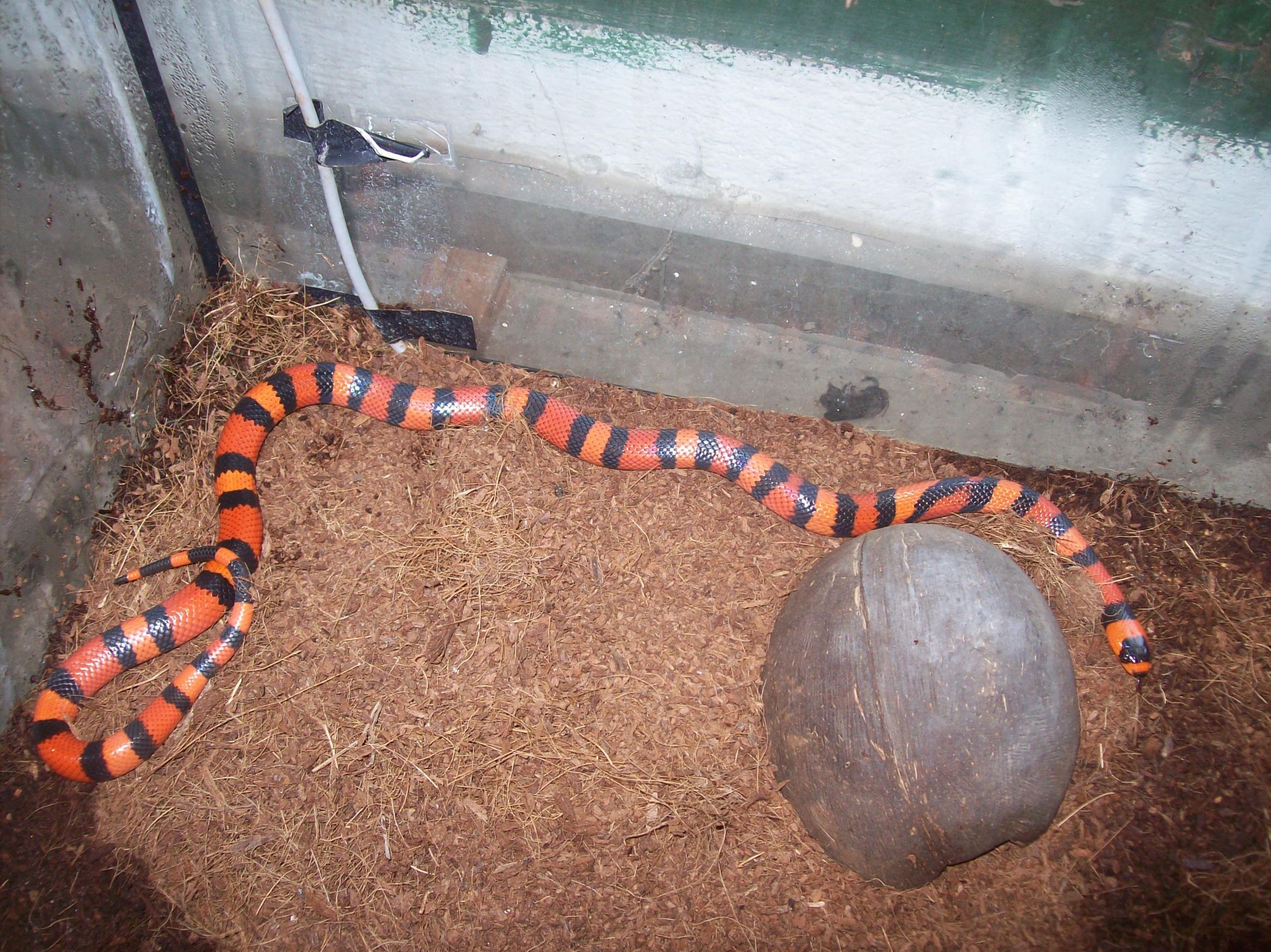 Copia de 100_4621.JPG