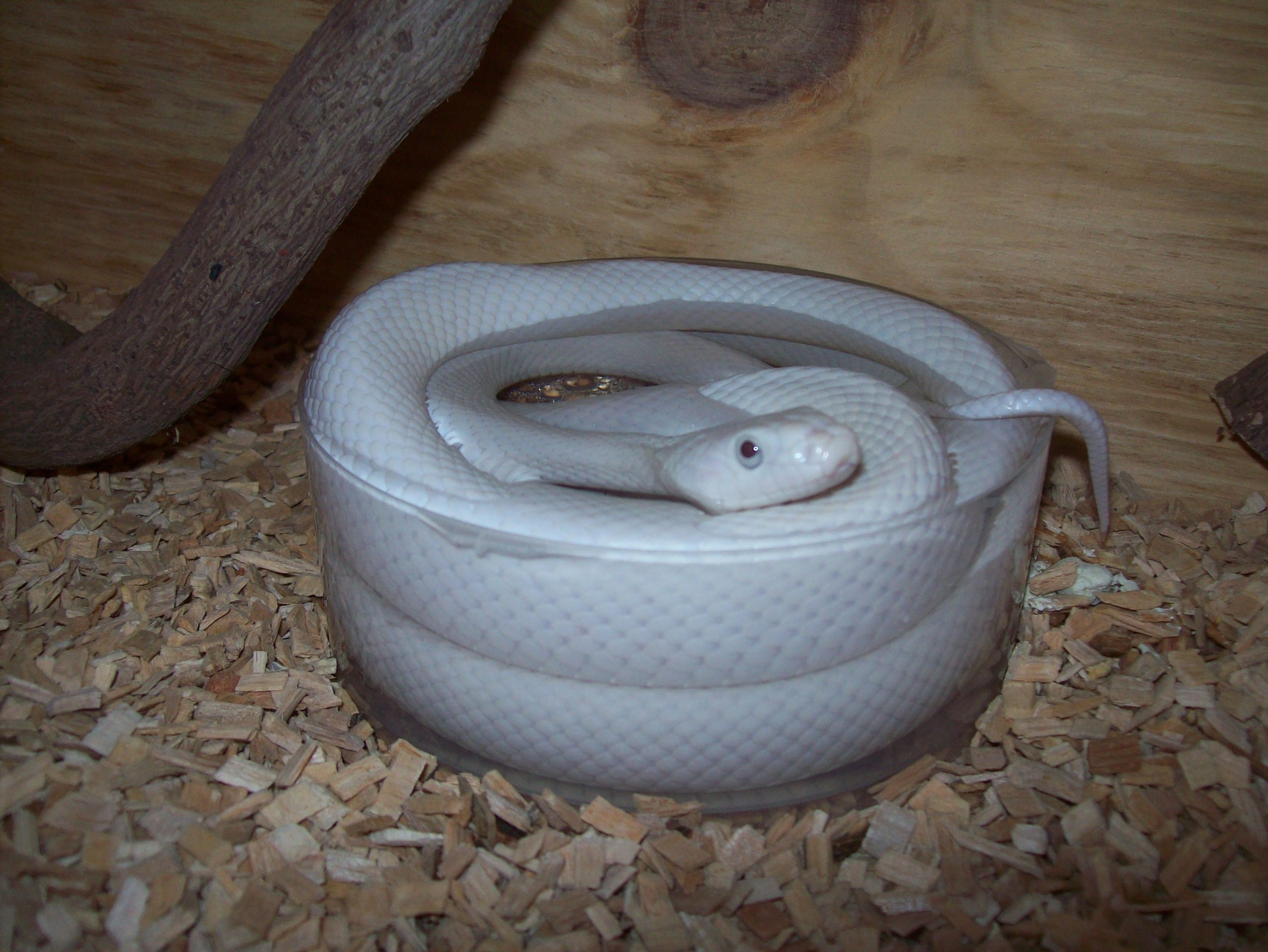 Copia de 100_4630.JPG