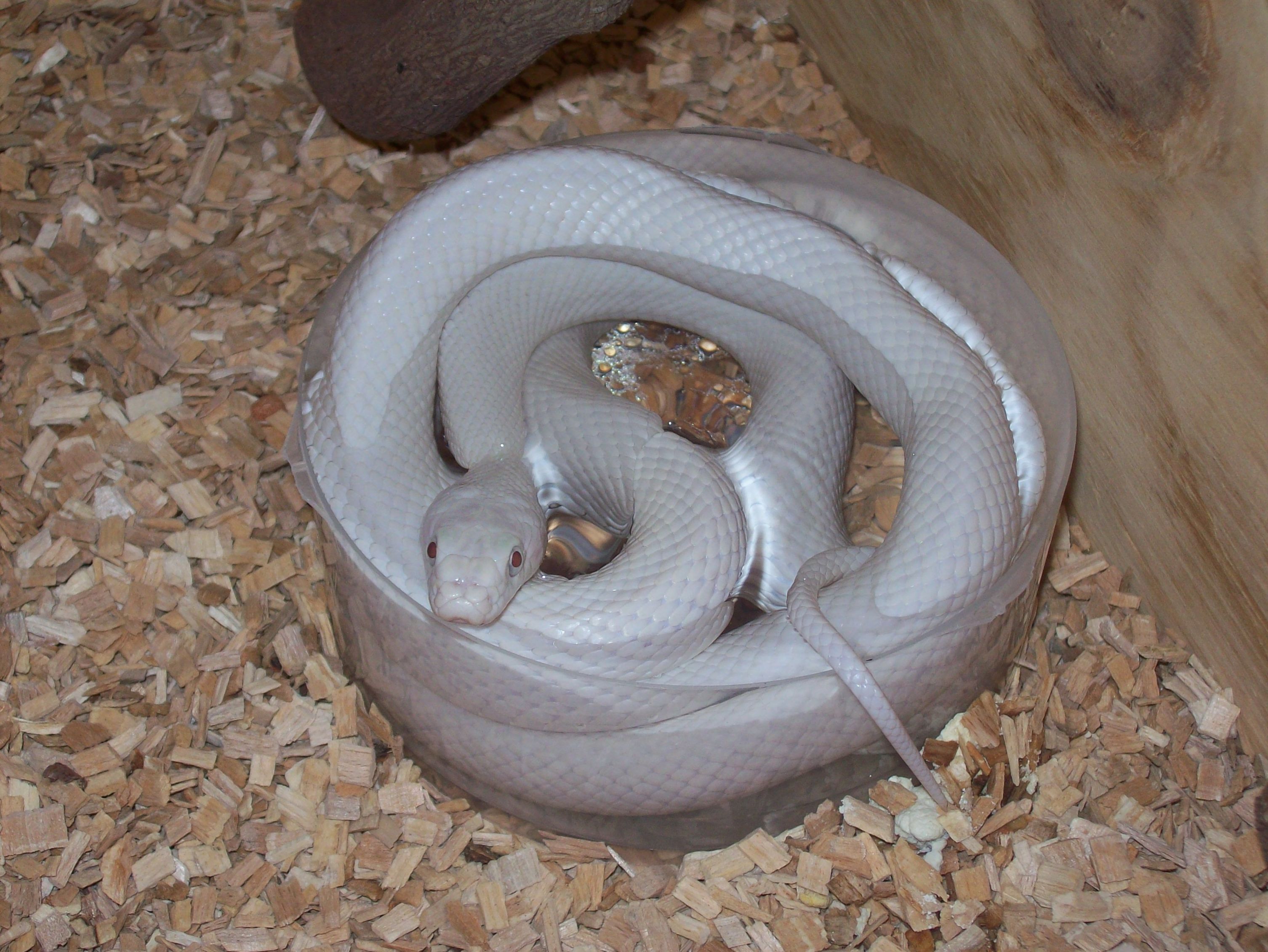 Copia de 100_4633.JPG