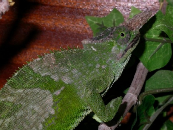 Copia de brady 002.jpg