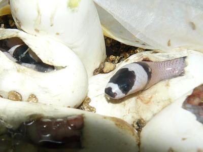 Copia de Calella 07.2009 160.jpg