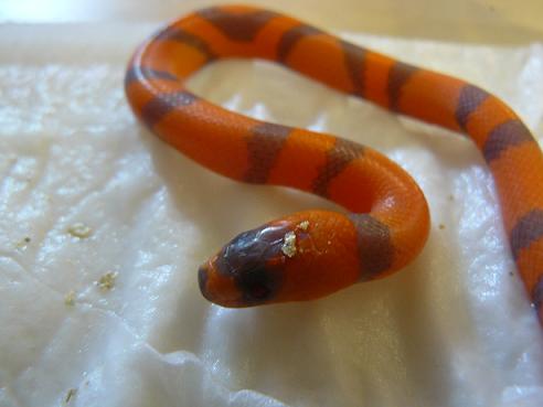 Copia de Calella 07.2009 166.jpg