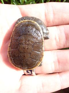 Copia de DSC07772.JPG