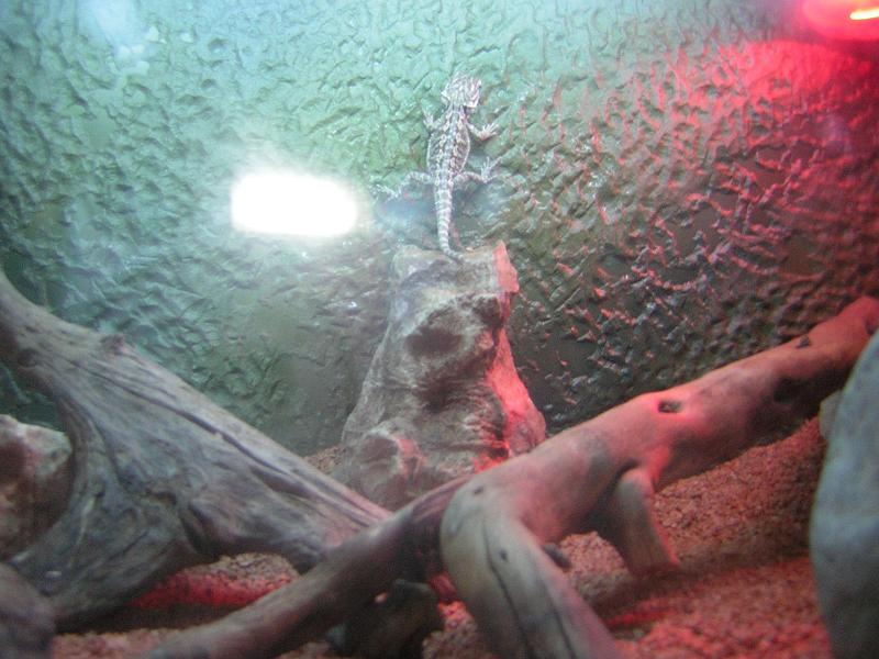 Copia de DSCN0438.JPG