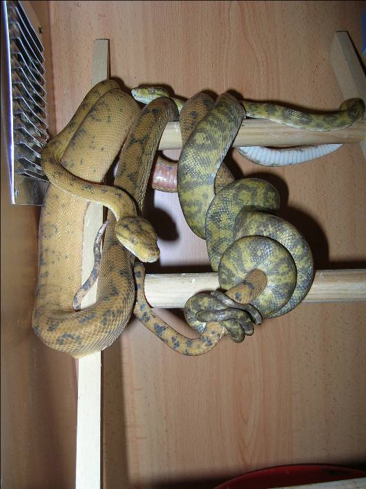 Copia de DSCN8103.JPG