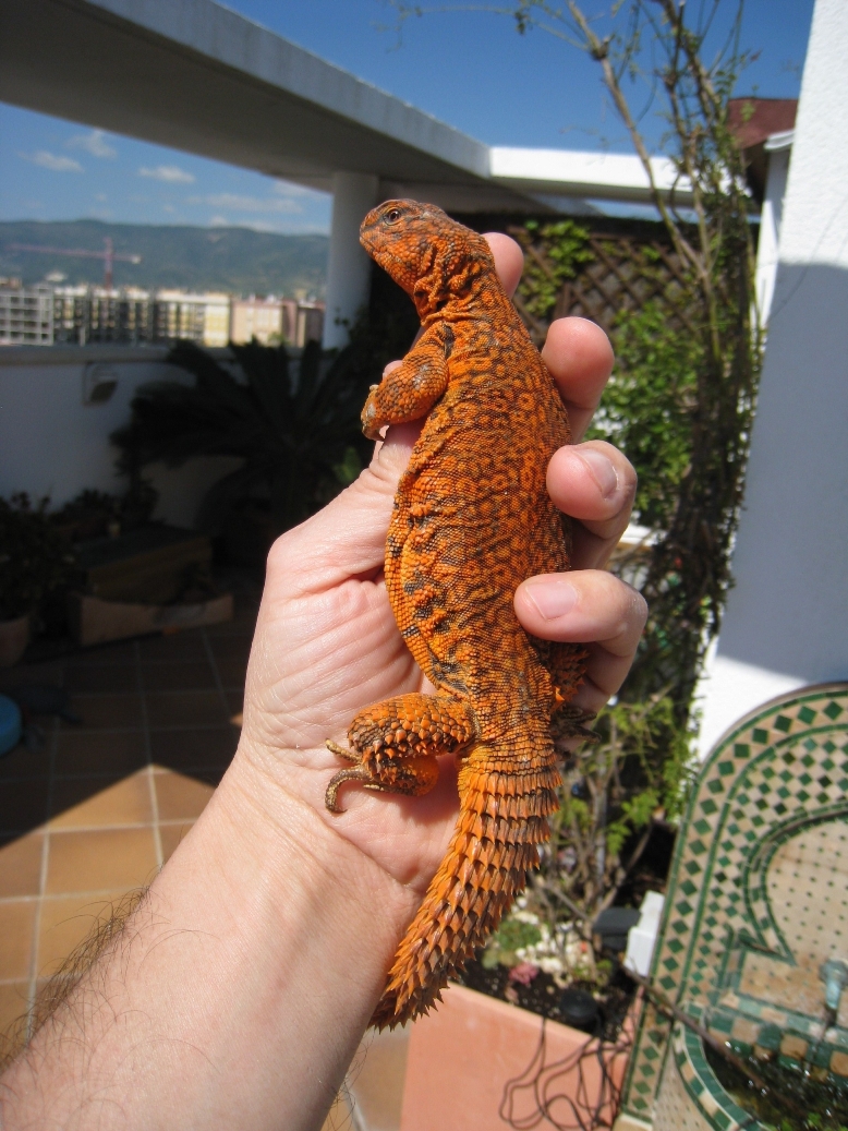Copia de GEYRI MACHO NARANJA.JPG