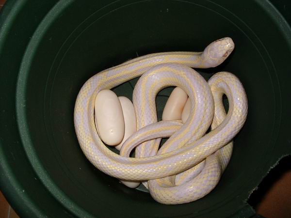 Copia de hembra de get con puesta.jpg