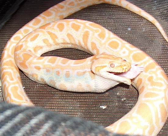 Copia de HPIM0380.JPG