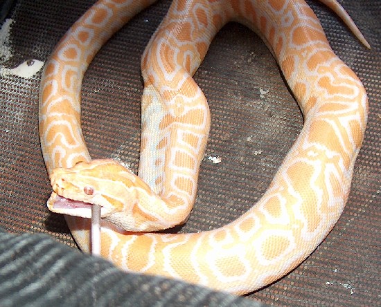 Copia de HPIM0383.JPG