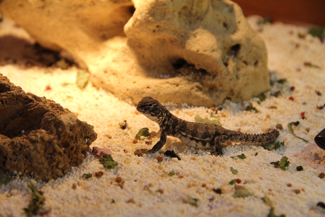 Copia de IMG_0042.JPG