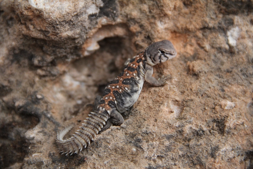 Copia de IMG_0184.JPG