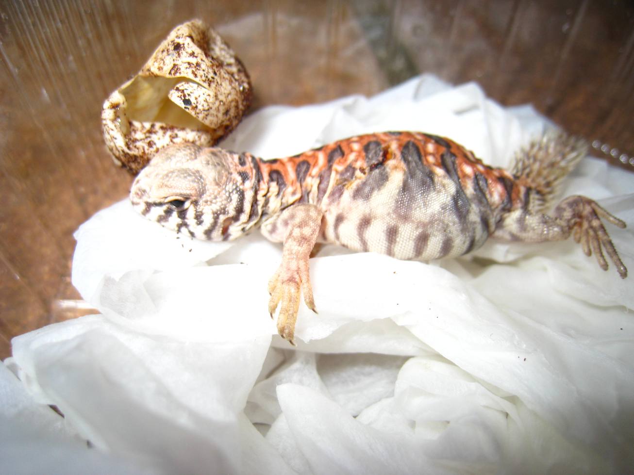 Copia de IMG_1264.JPG