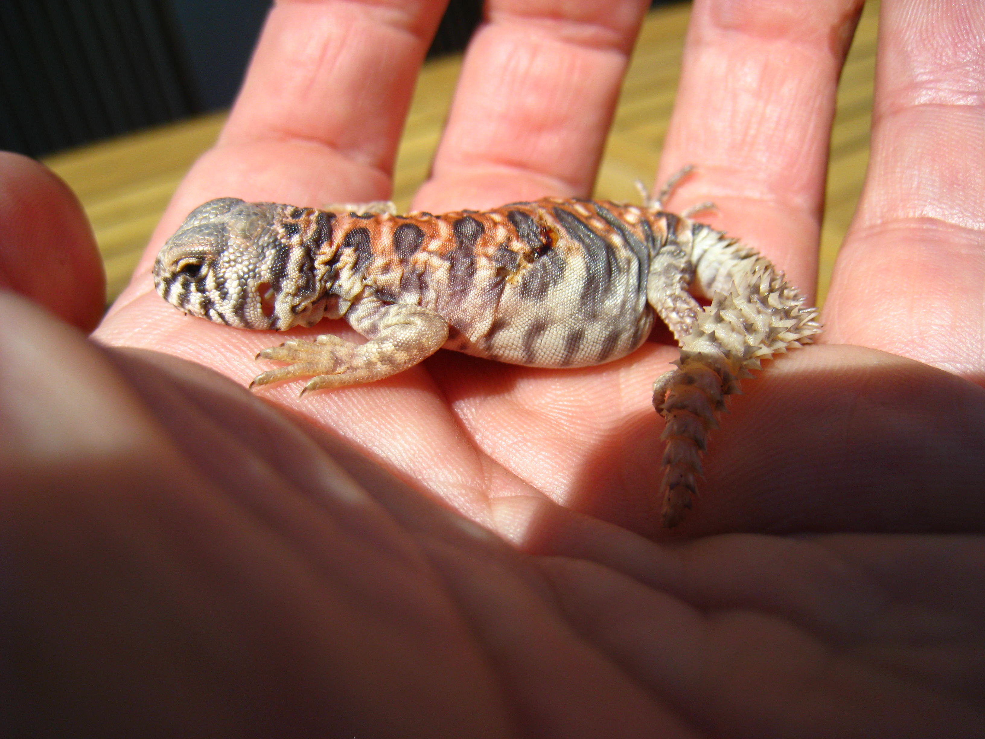 Copia de IMG_1273.JPG