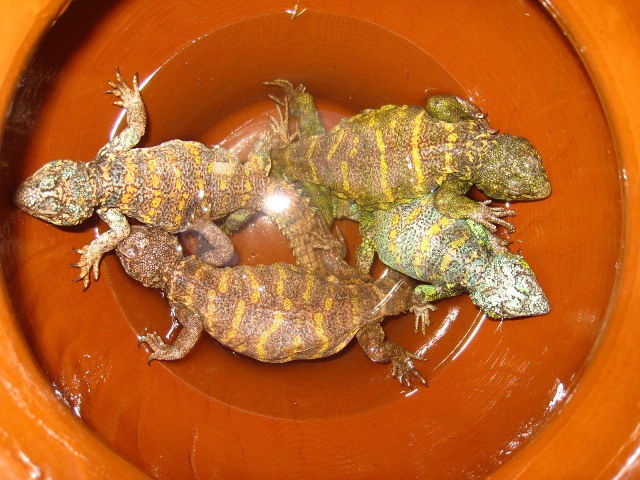 Copia de IMG_1747.JPG