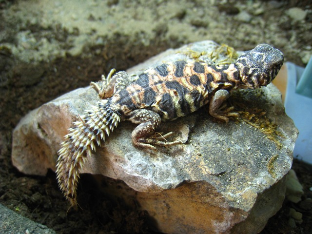 Copia de IMG_1763.JPG