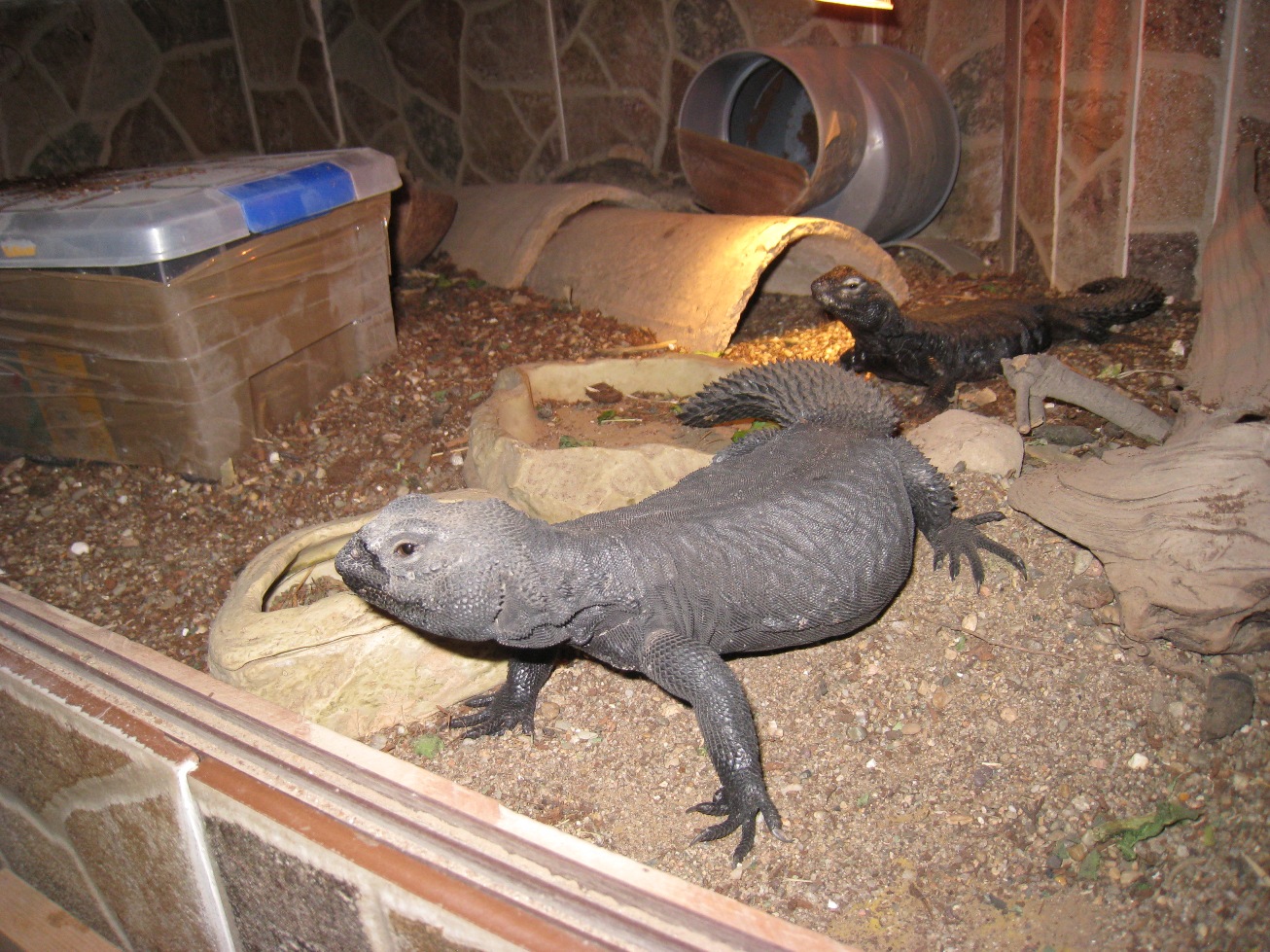 Copia de IMG_3089.JPG