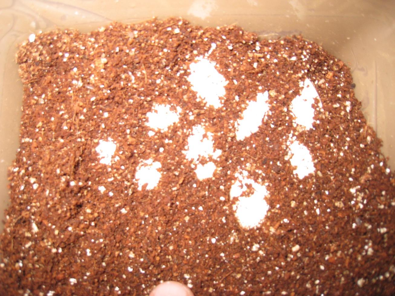 Copia de IMG_3094.JPG