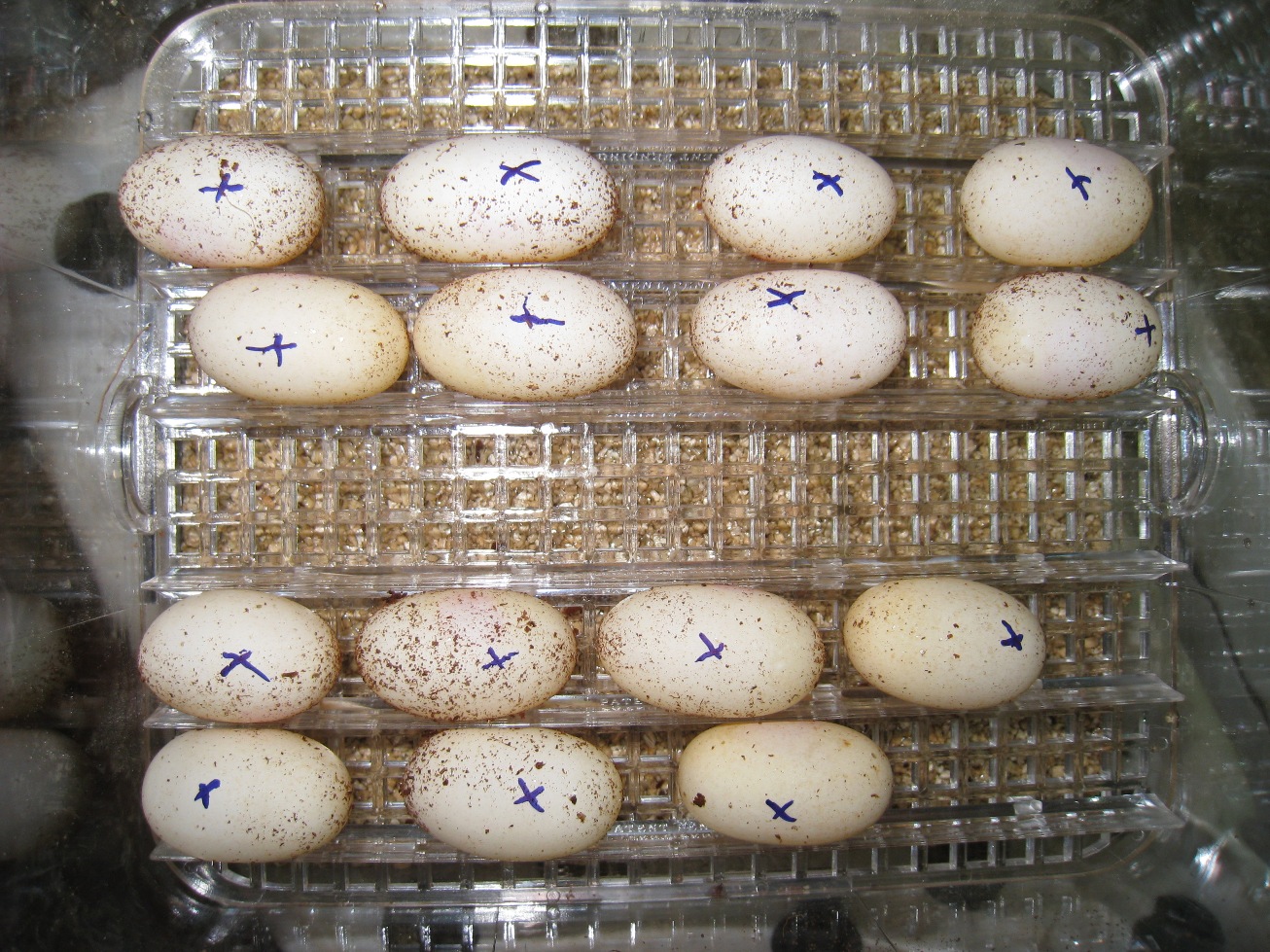 Copia de IMG_3102.JPG