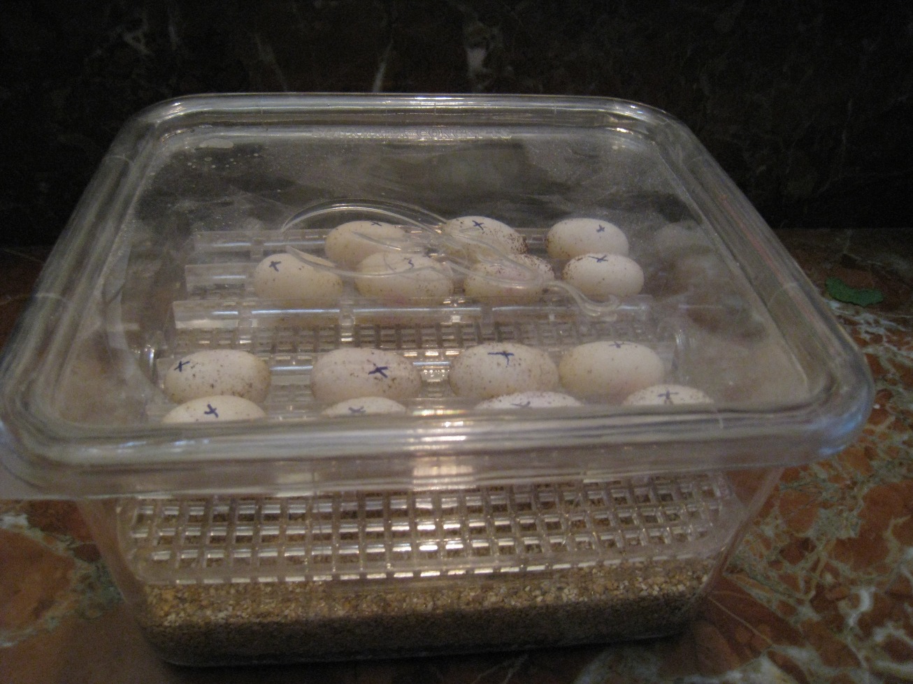 Copia de IMG_3108.JPG