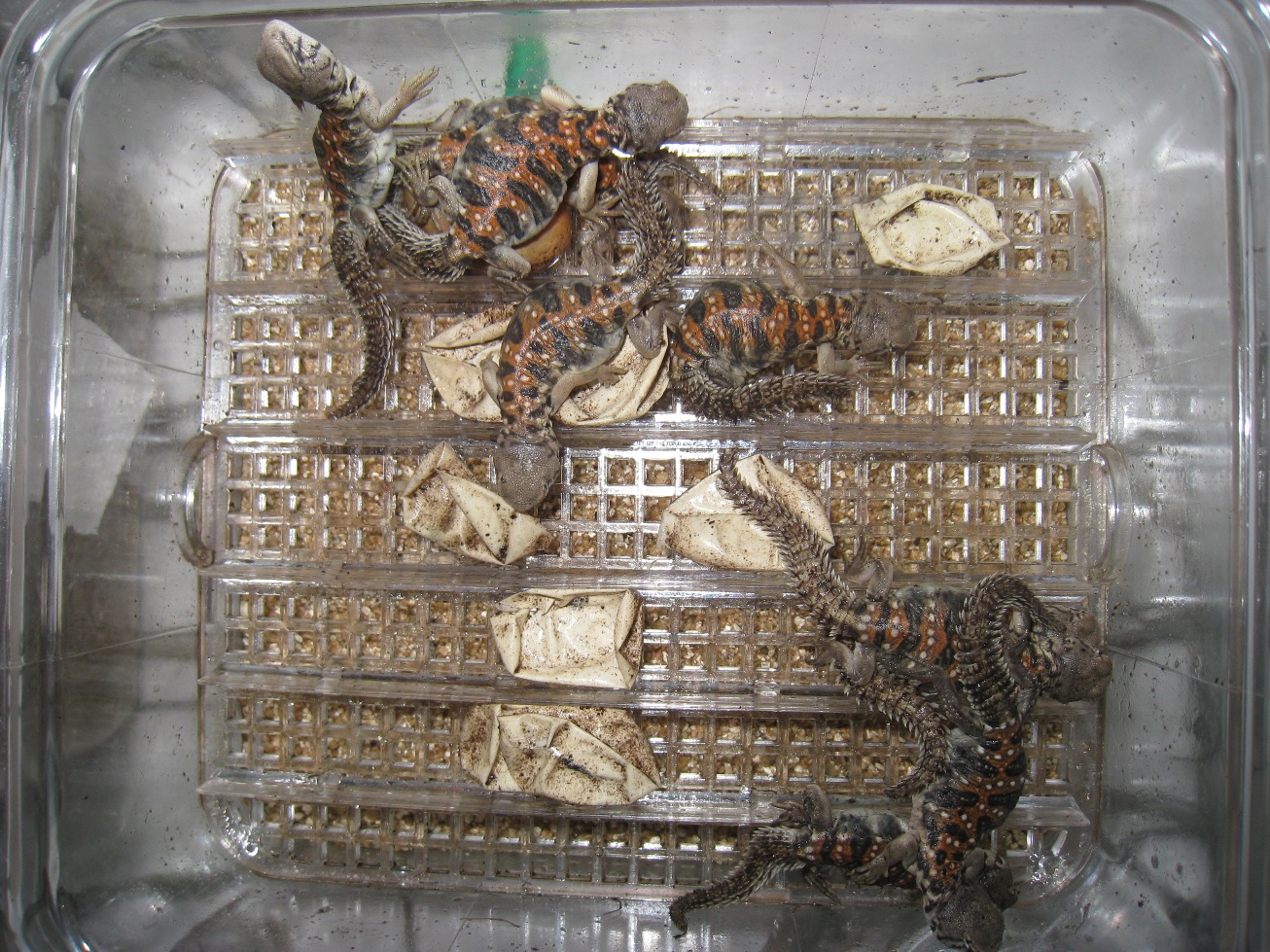 Copia de IMG_4262.JPG