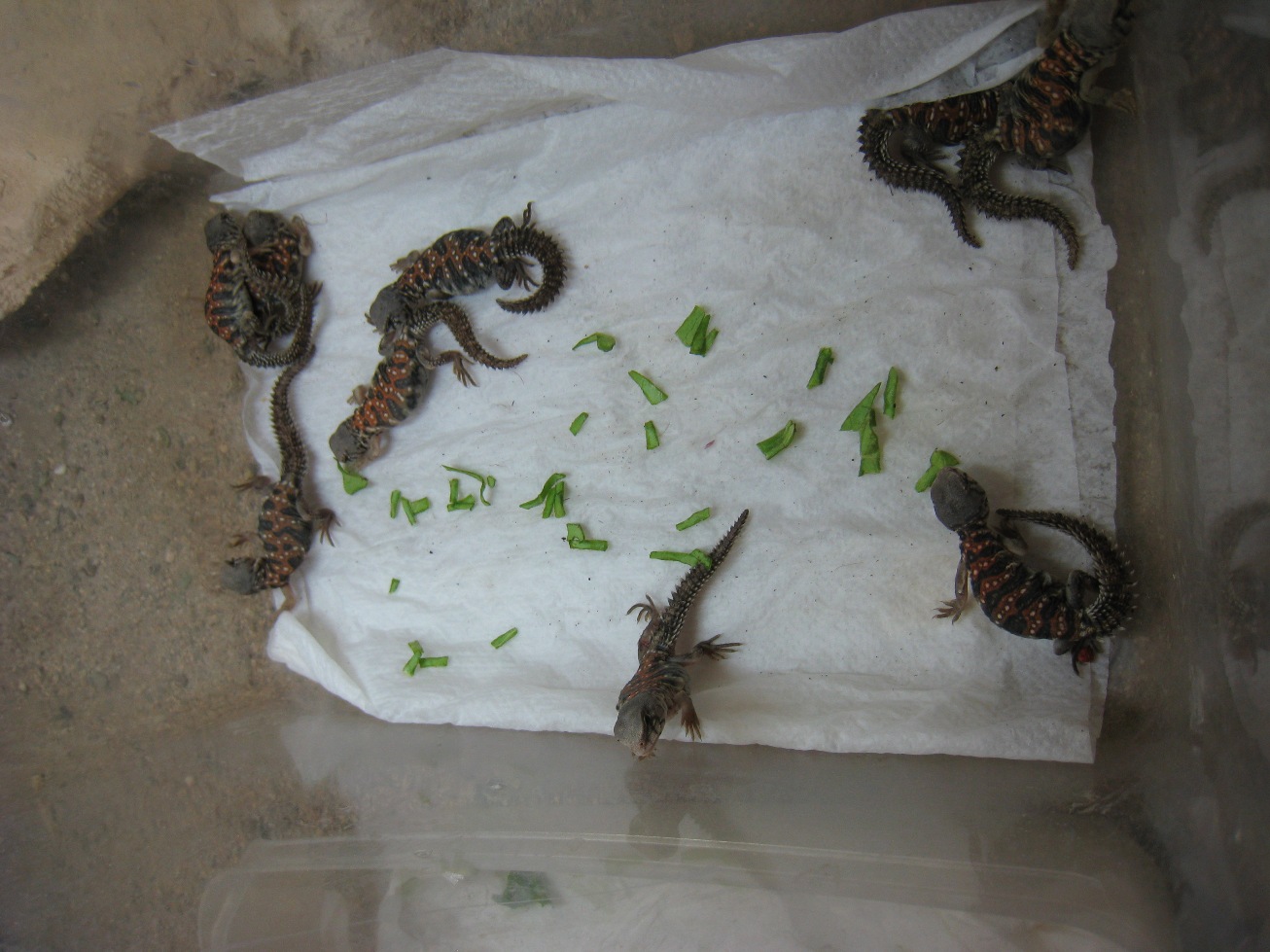 Copia de IMG_4268.JPG