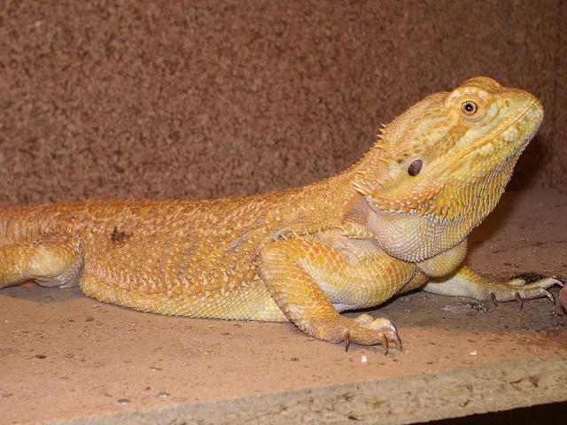 Copia de IMGP0129.JPG