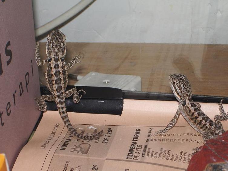 Copia de IMGP0589.JPG