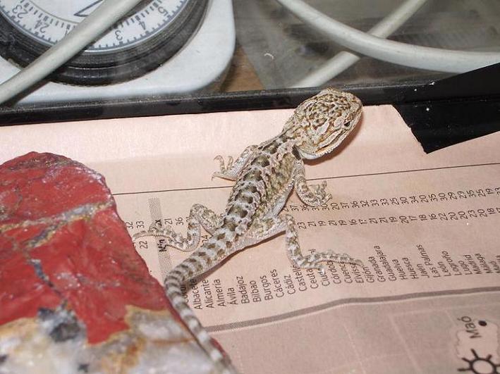 Copia de IMGP0597.JPG