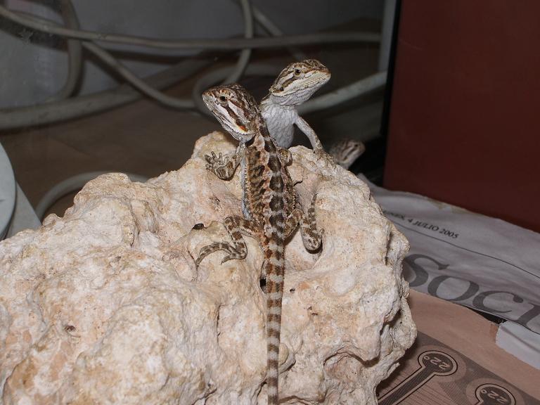 Copia de IMGP0686.JPG