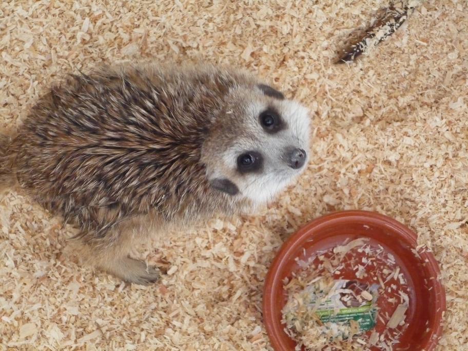 Copia de P1000751.JPG