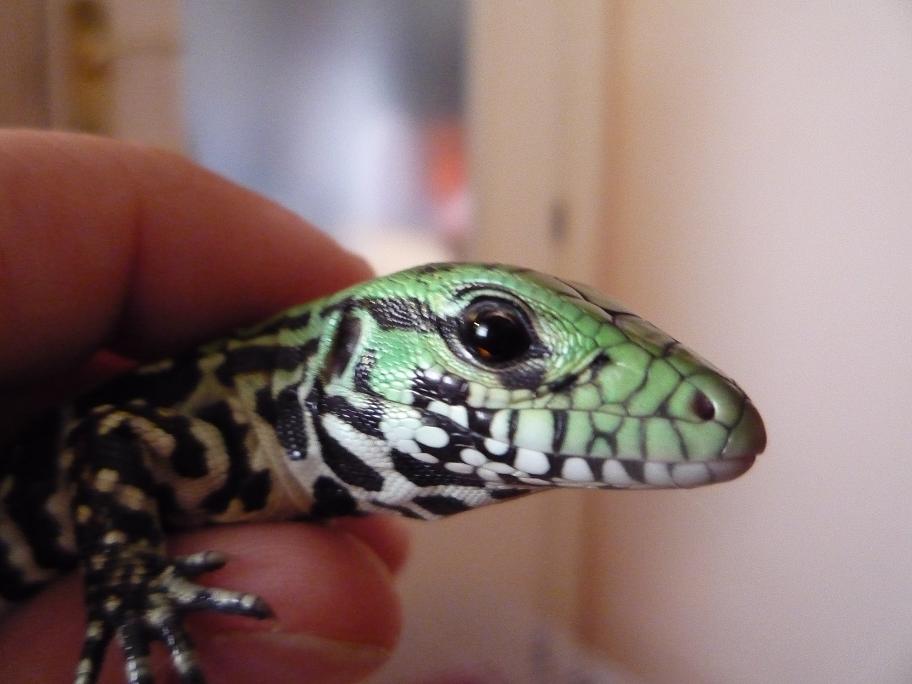 Copia de P1000782.JPG