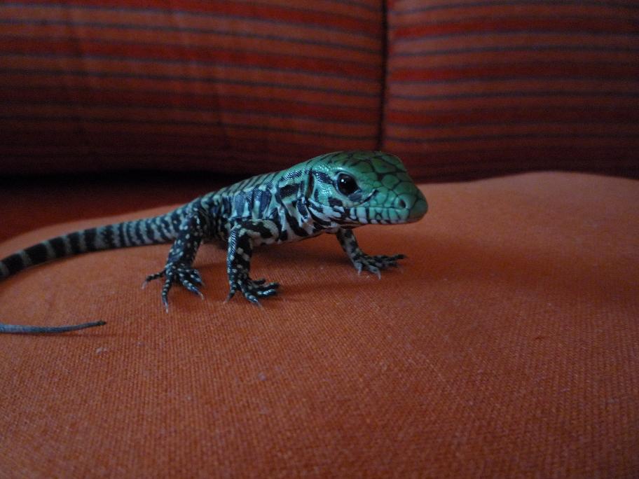 Copia de P1000784.JPG