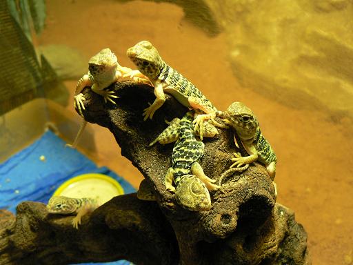 Copia de P1060394.JPG