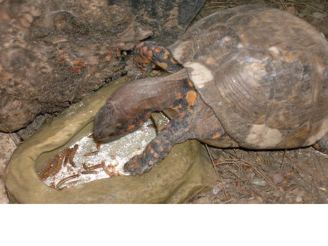 Copia de PICT3694.JPG