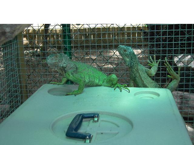 Copia de PICT3738.JPG