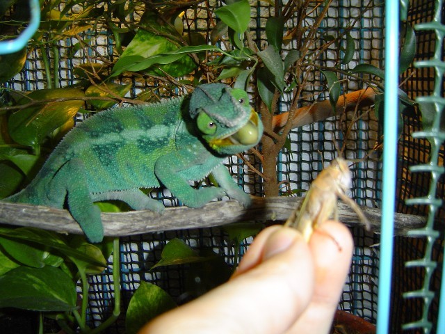 Copia de saltamontes (2).jpg