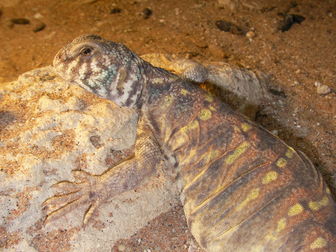 Copia de SANY0034.JPG