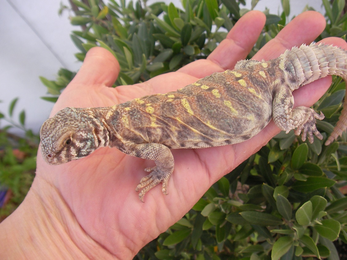 Copia de SANY0071.JPG