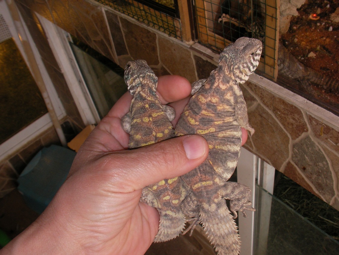 Copia de SANY0074.JPG