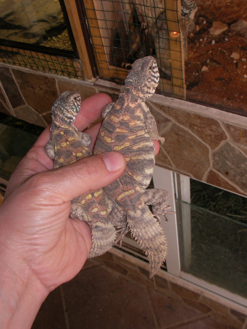 Copia de SANY0075.JPG