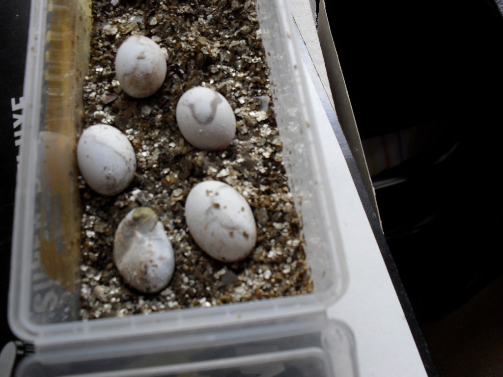 Copia de Schlüpfen der Eier von Henry sept 2010 006 (1024x768).jpg