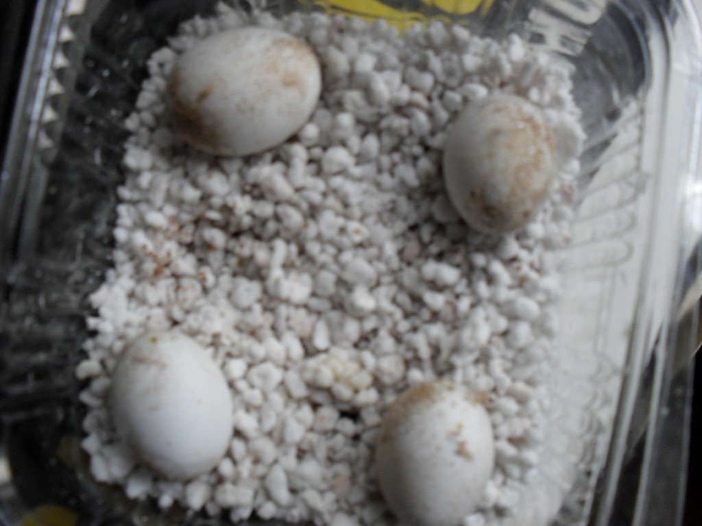 Copia de Schlüpfen der Eier von Henry sept 2010 012 (1024x768).jpg