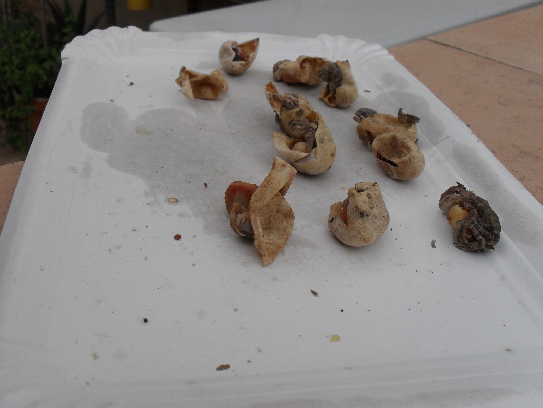 Copia de SDC10058.JPG