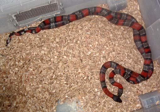 Copula alterna 1.JPG