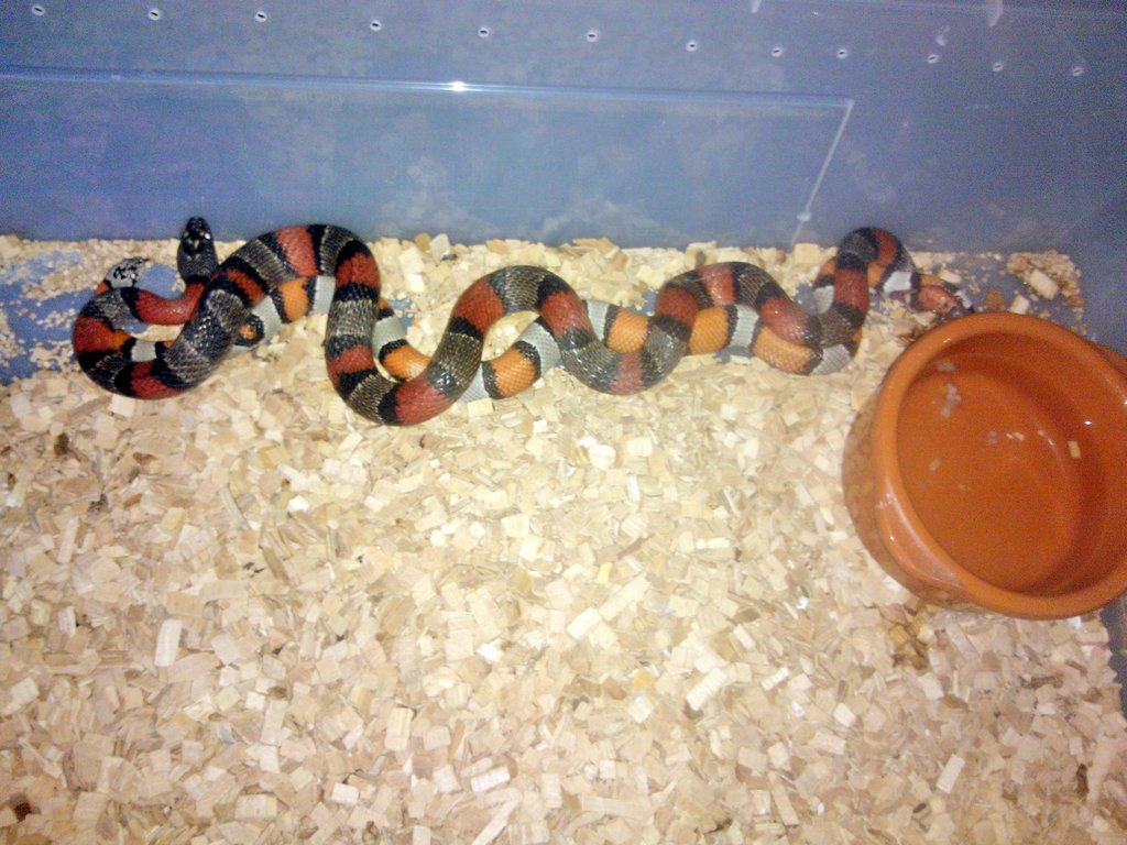 Copula alternas blair