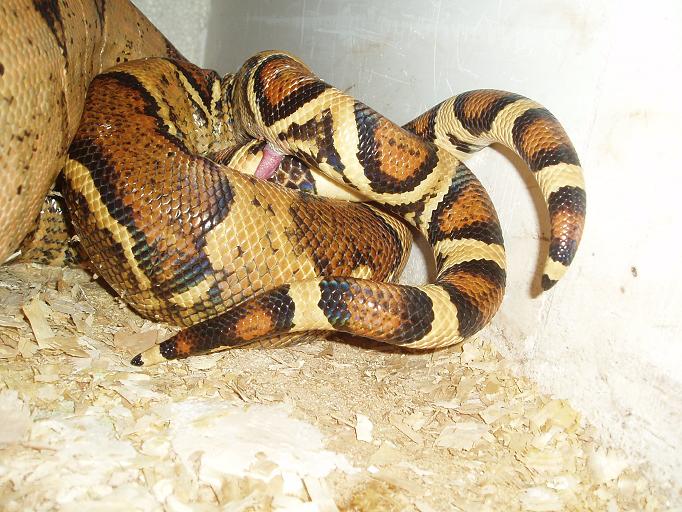 copula boas 4.JPG