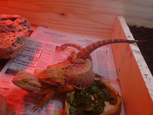 copula brian-fiona.JPG