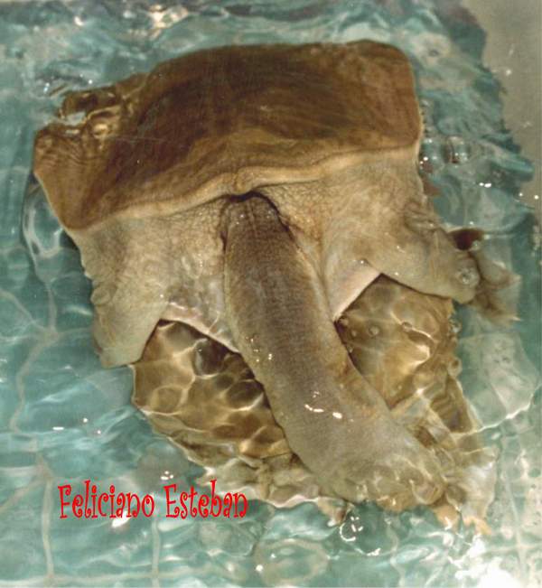 Copula de Pelodiscus sinensis.jpg